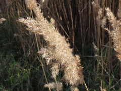 Phragmites australis