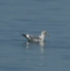 Larus brachyrhynchus