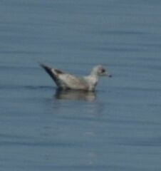 Larus brachyrhynchus