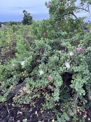 Capparis sandwichiana