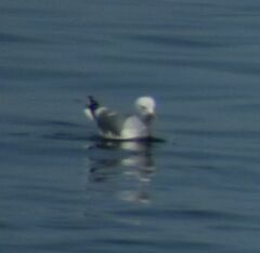 Larus brachyrhynchus