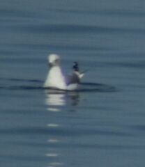 Larus brachyrhynchus