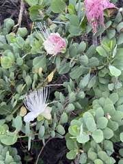 Capparis sandwichiana