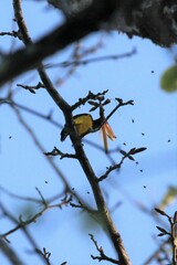 Icterus prosthemelas