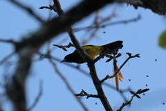 Icterus prosthemelas