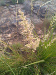 Eragrostis gummiflua