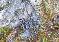 Aegomorphus clavipes