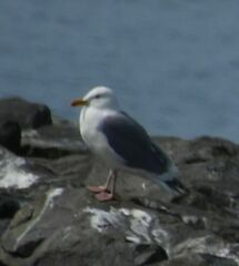 Larus glaucescens × occidentalis