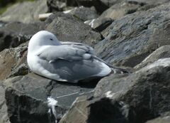 Larus brachyrhynchus