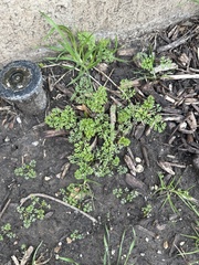 Chaerophyllum procumbens