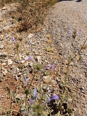 Nepeta cilicia