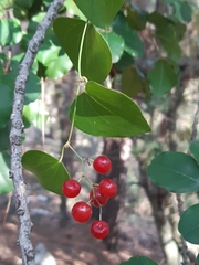 Smilax aspera