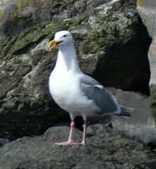 Larus glaucescens × occidentalis