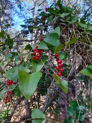 Smilax aspera