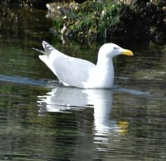 Larus glaucescens × occidentalis