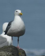 Larus glaucescens × occidentalis
