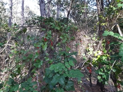 Smilax aspera
