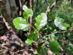 Ochna inermis