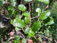 Ochna inermis