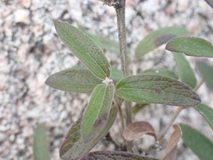 Brickellia pringlei