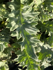 Cirsium fontinale obispoense