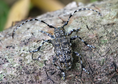 Aegomorphus clavipes