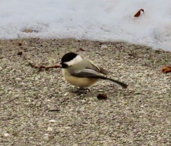 Poecile atricapillus