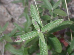Brickellia pringlei
