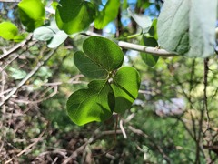 Adenia fruticosa