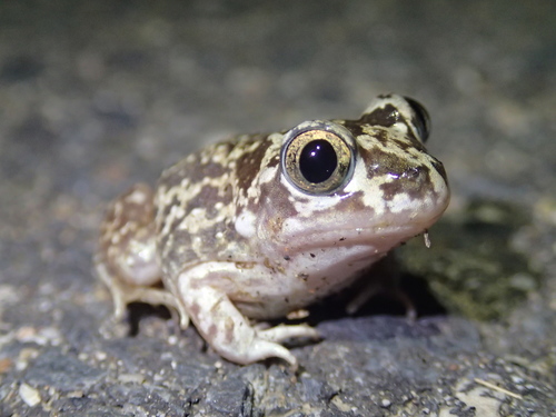 Iberian Spadefoot, Cáceres, España, photo 9 of 10