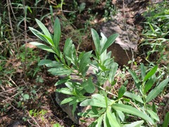 Elaeodendron transvaalense