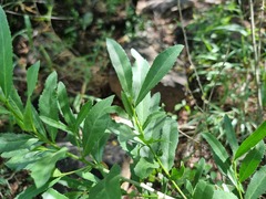 Elaeodendron transvaalense