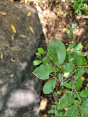 Ochna inermis