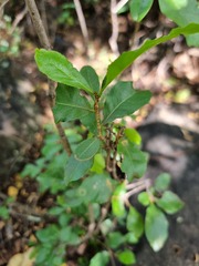 Ochna inermis