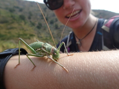 Platystolus martinezii