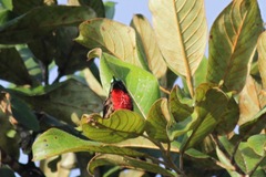 Chalcomitra senegalensis image