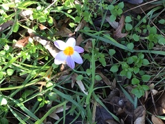 Crocus biflorus