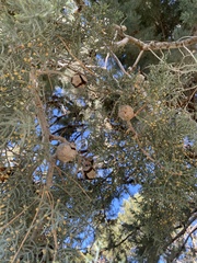 Cupressus glabra