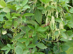 Dioscorea pentaphylla
