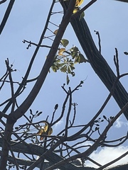 Pseudobombax septenatum