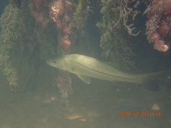 Centropomus undecimalis