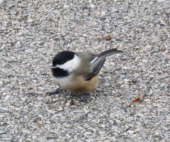 Poecile atricapillus