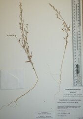 Chenopodium leptophyllum