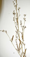 Chenopodium leptophyllum