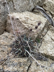 Dudleya saxosa