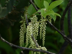 Dioscorea pentaphylla