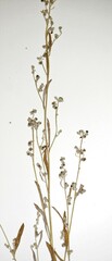 Chenopodium leptophyllum