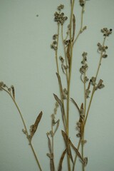 Chenopodium leptophyllum