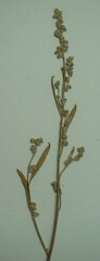 Chenopodium leptophyllum
