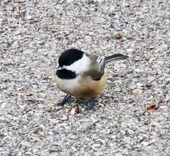 Poecile atricapillus